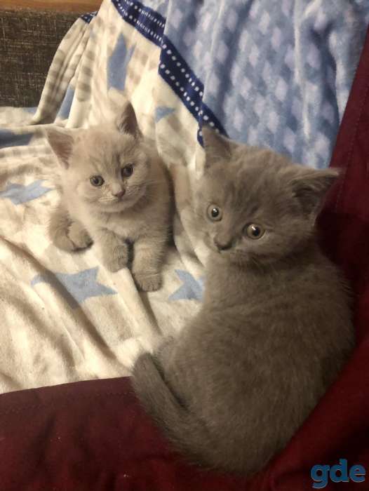 Продажа британских котят, фотография 4