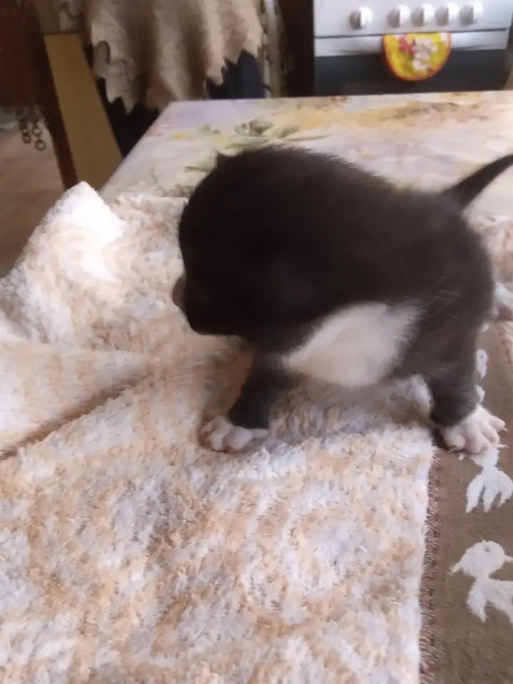 Котенок мальчик пушистый, фотография 4