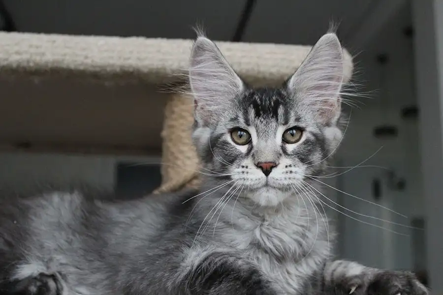 Котёнок мейн кун!, фотография 1