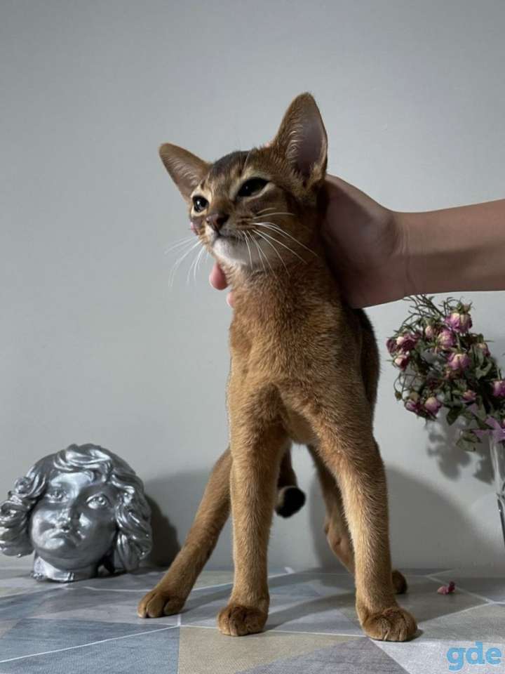 Абиссинский котенок, фотография 2