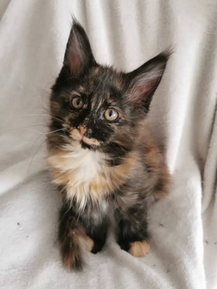 Котята Мейн Кунчики, фотография 5