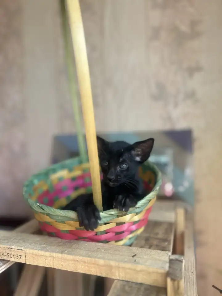 Ориентальные котята к продаже, фотография 5