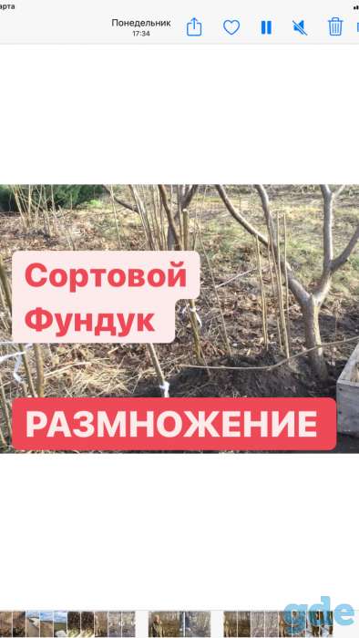 Фундук саженцы отводки сформированные на штамбе сорт Каталонский, фотография 3
