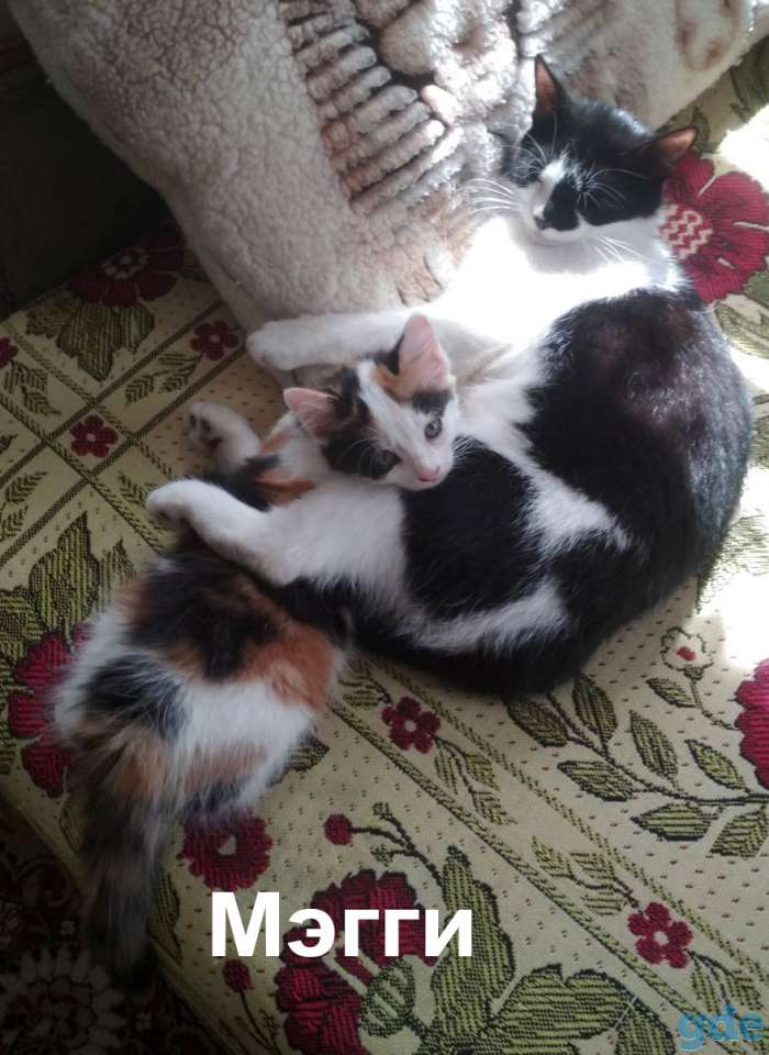 Котята, фотография 6