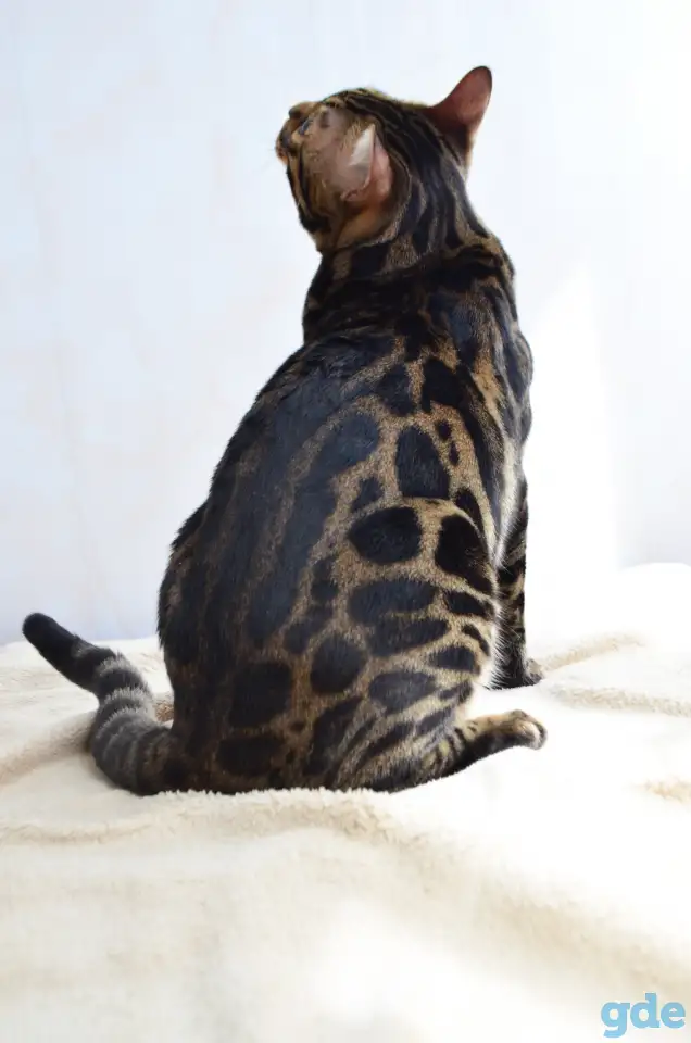 Угольный бенгальский котенок подрощенный, фотография 10