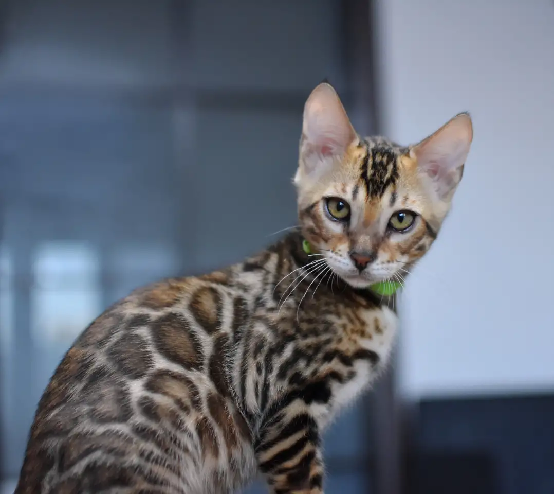 Бенгальские котята из питомника: котик, фотография 2