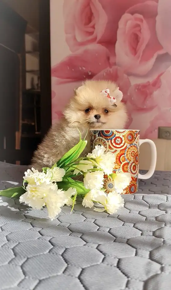 Померанский шпиц, щенки. Мини мишки, фотография 5