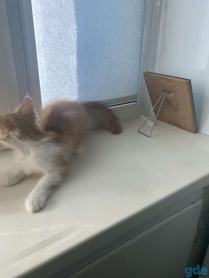 Отдам рыжего котенка-мальчика в дар, фотография 4