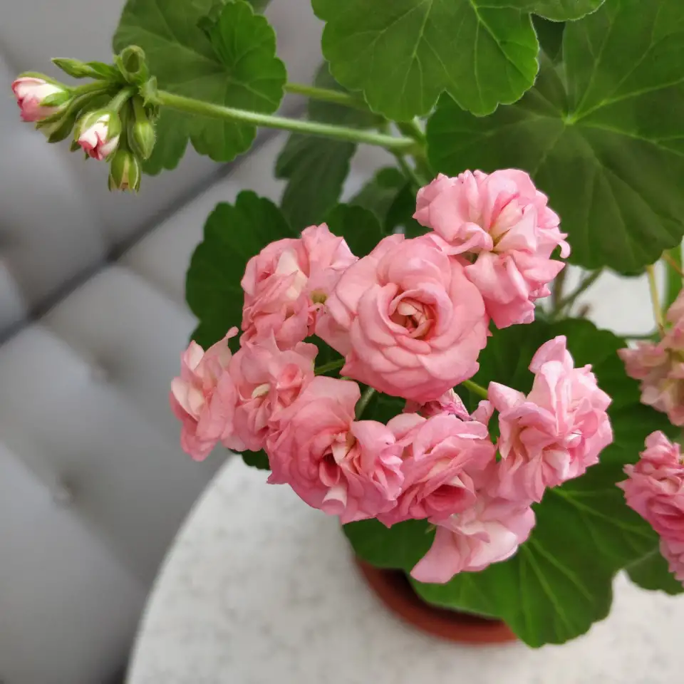 Розебудные цветущие герани Antique Rose - 15 и 22 рублей, фотография 5