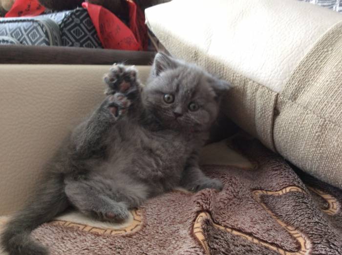 Британские котята, фотография 2