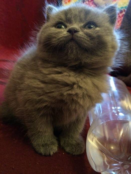 Британские котята, фотография 3