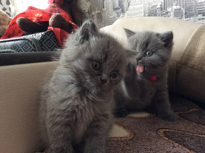 Британские котята, фотография 4