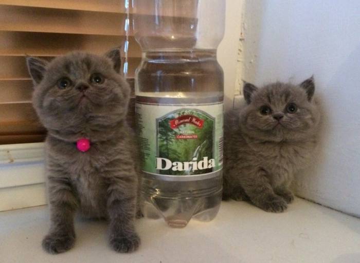Британские котята, фотография 7