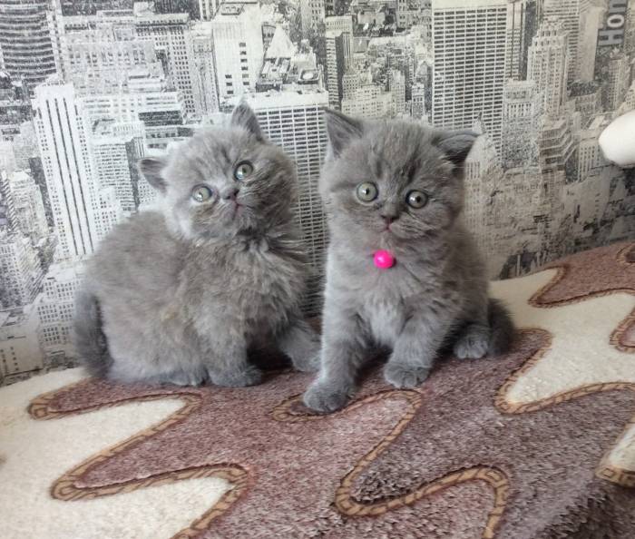 Британские котята, фотография 8