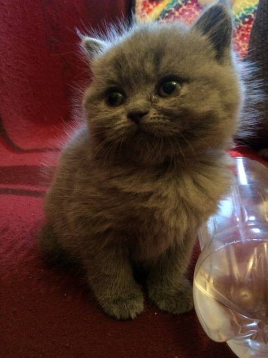 Британские котята, фотография 10