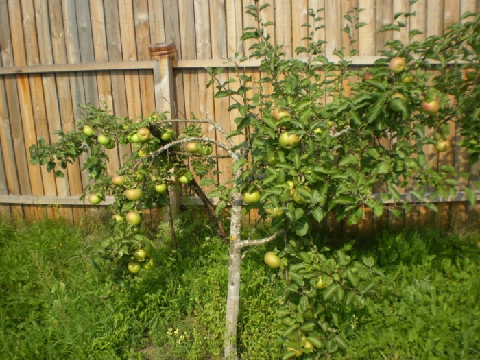 Продаю дачу (дом), фотография 1