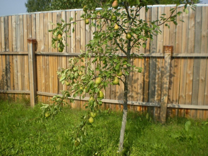 Продаю дачу (дом), фотография 2