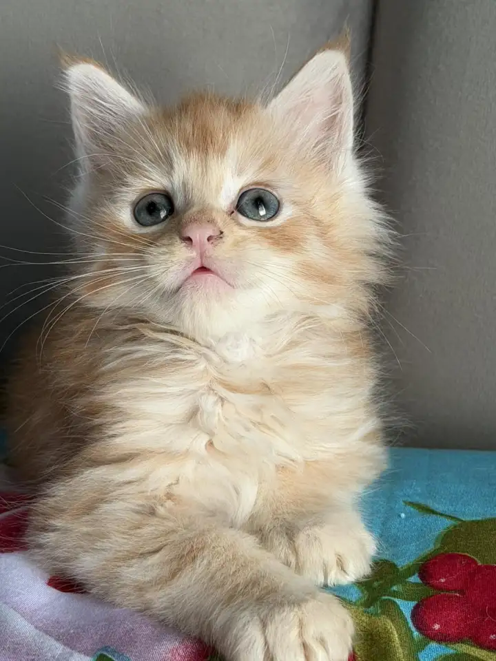 Котята Мейн-кун, фотография 6