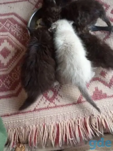 Котята милашки, фотография 4