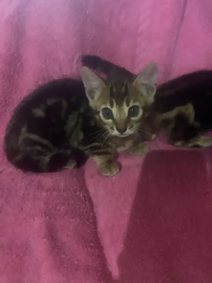 Бенгальские котята, фотография 3