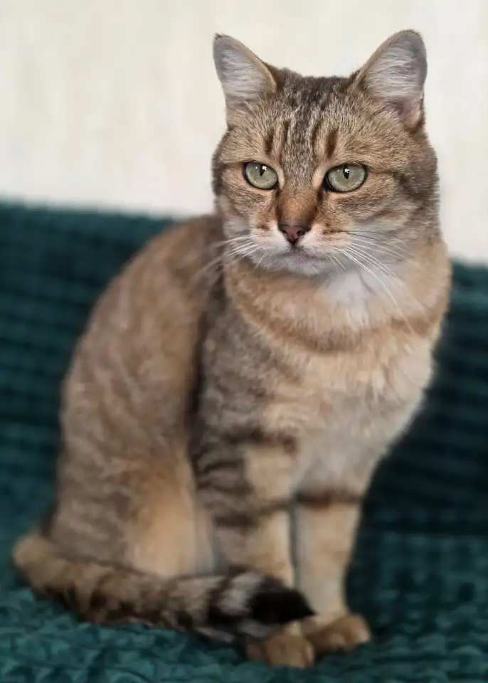 Шанталь-кошка молодая, кастрирована., фотография 3