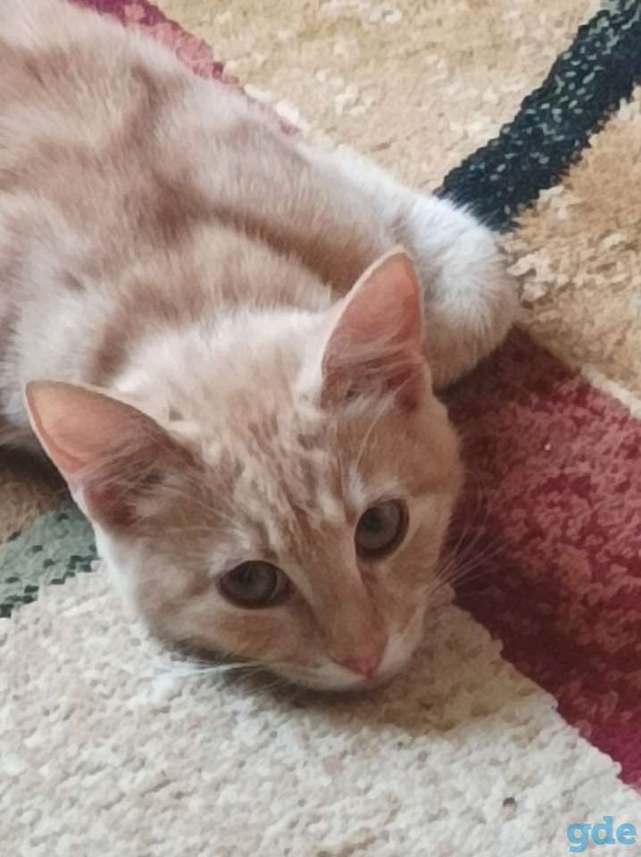 Котята, фотография 7