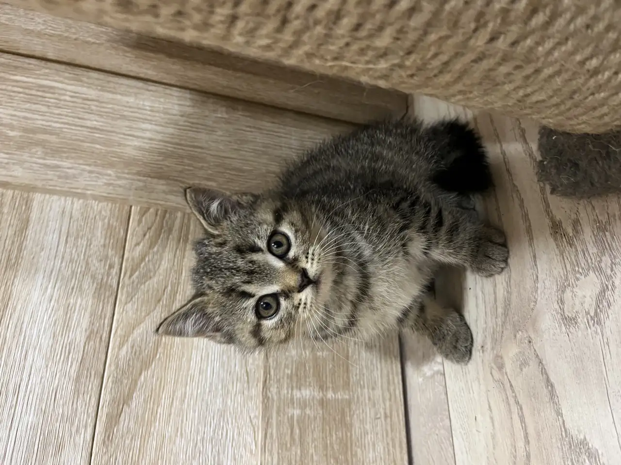 Шотландские котята, фотография 1