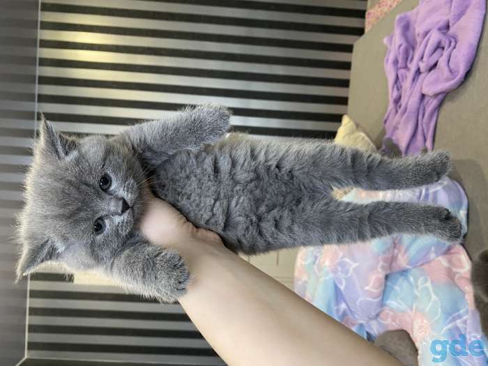 Продам шикарных британских котят, фотография 9