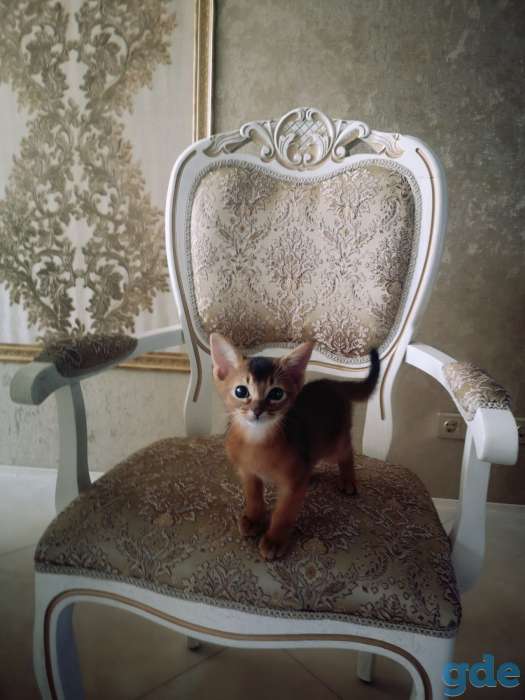 Абиссинский котёнок, фотография 1