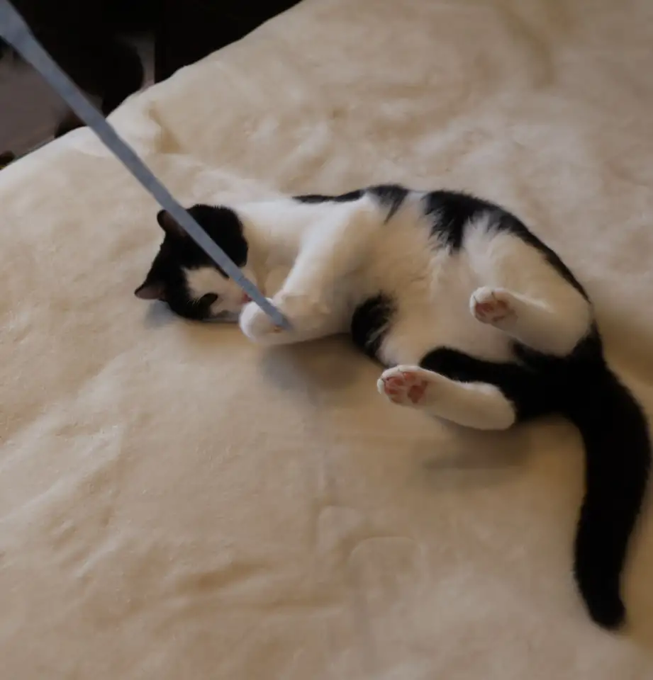 Домашний котенок 4мес. Умный, чуткий, заботливый, веселый, разговаривает, фотография 13