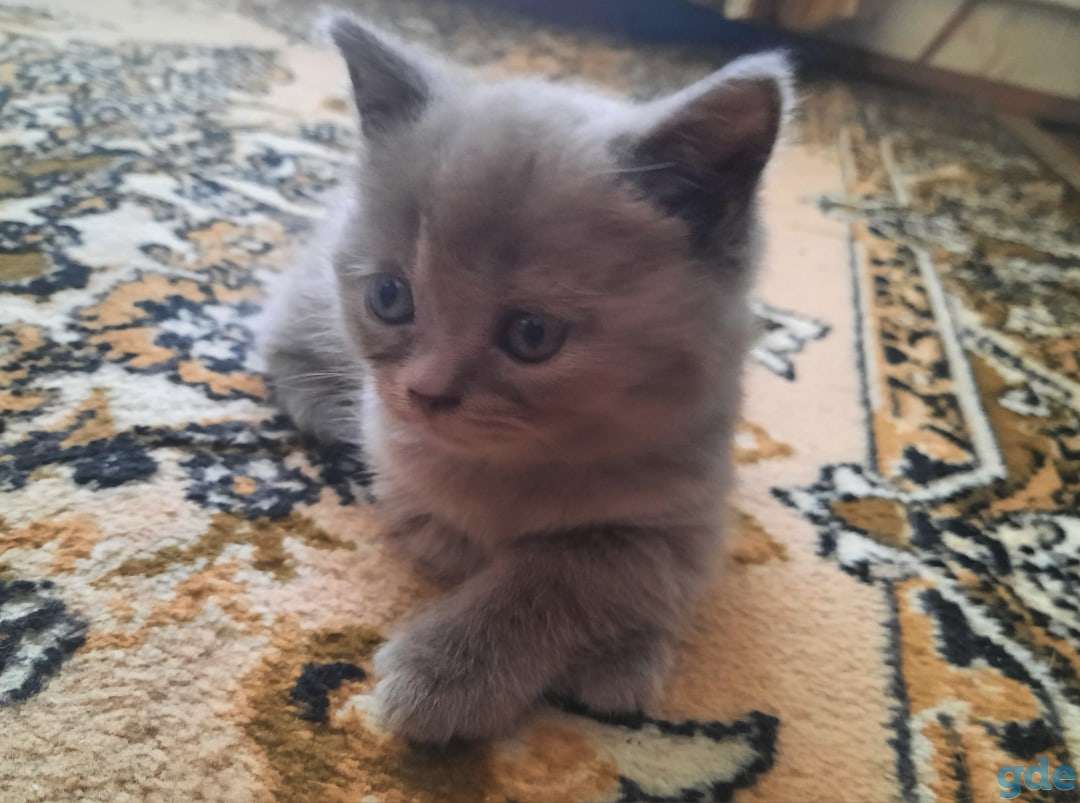 Британские кошечки, фотография 2