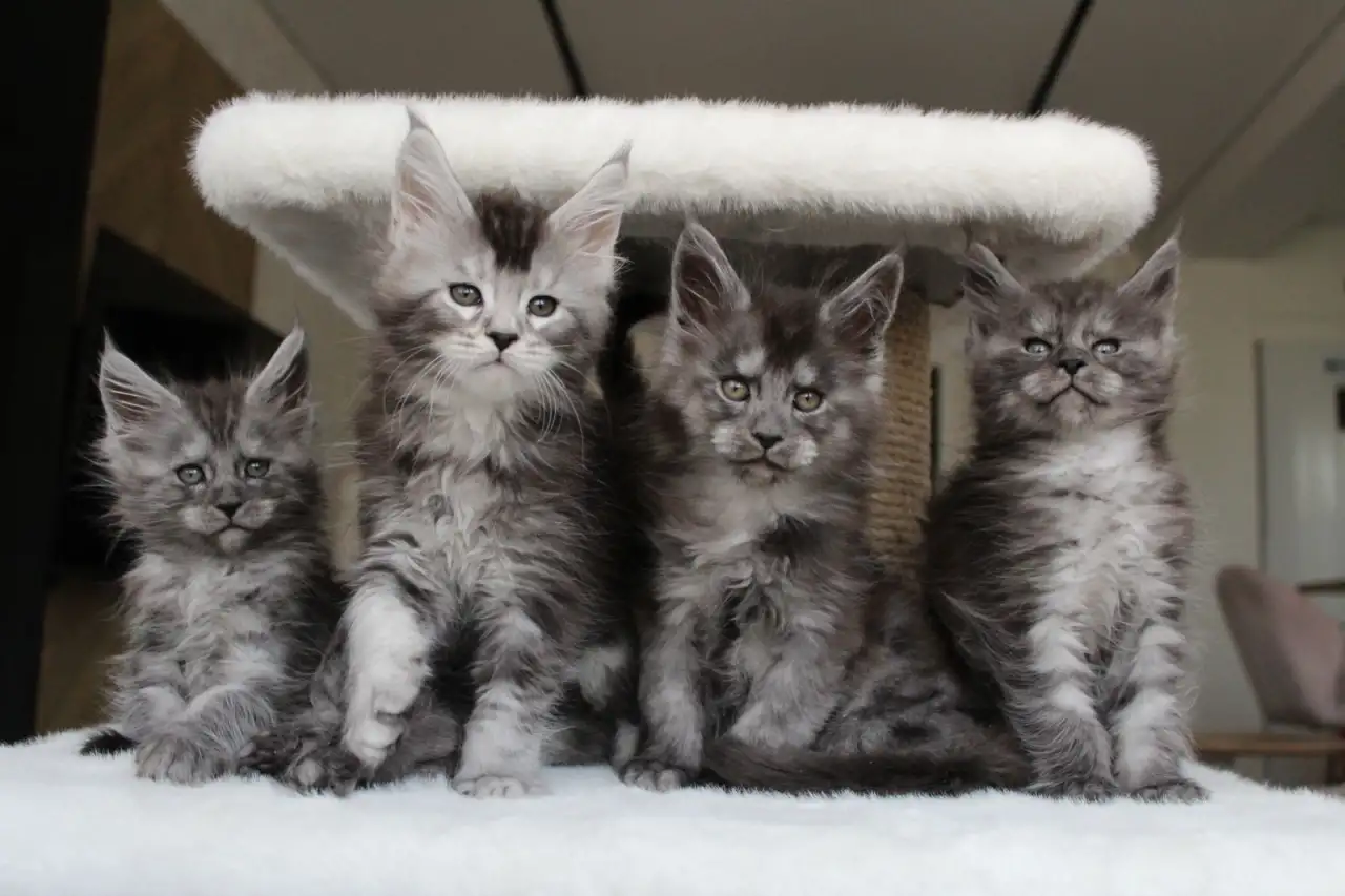 Котята мейн-кун!, фотография 1