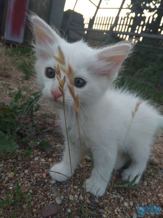 Котята, фотография 3