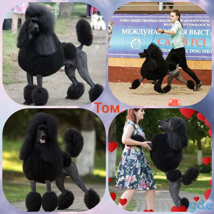 Королевские Пудели, фотография 7