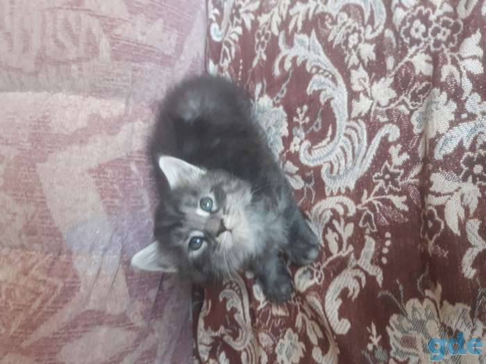 Котята мейн- куны, фотография 3