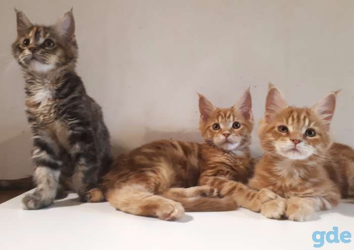 Котята Мейн КУН, фотография 3