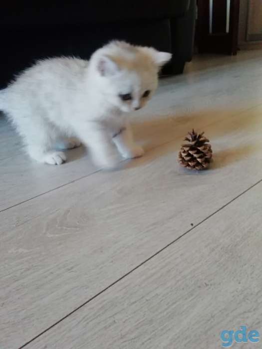 Котята, фотография 2