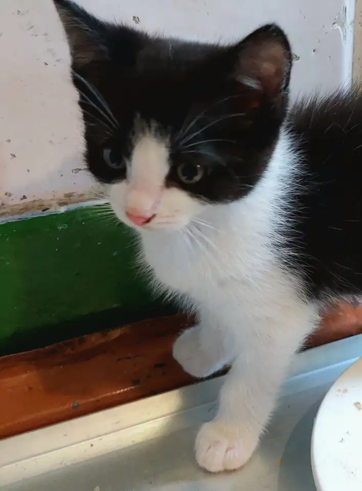 Ищу семью для котенка, фотография 3