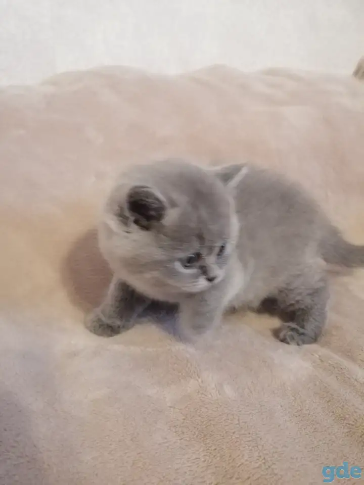 Котята Британские, фотография 10