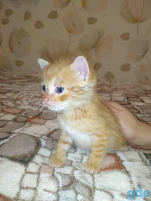 Рыжий котенок ищет дом, фотография 3