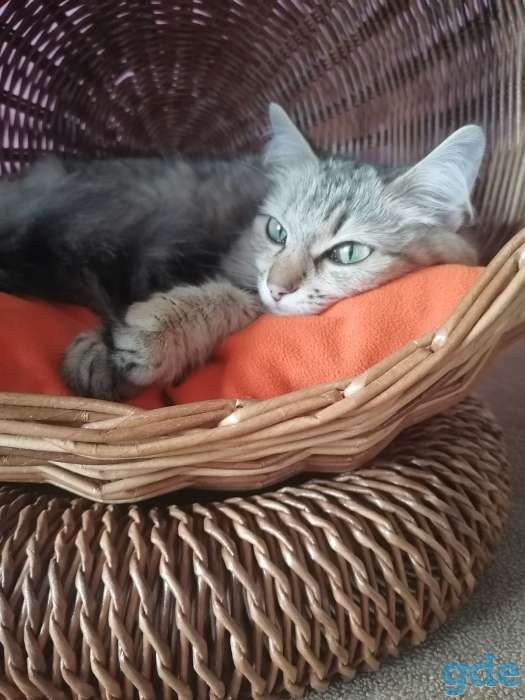 домик для кота из бумажной лозы, фотография 3