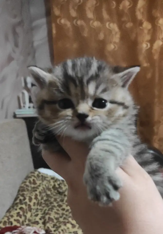 Продам котят шотландской породы, фотография 5