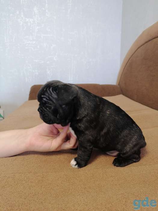 Кобель французкий бульдог, 1 мес, фотография 4
