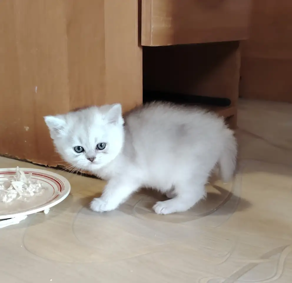 Шотландские котята., фотография 4