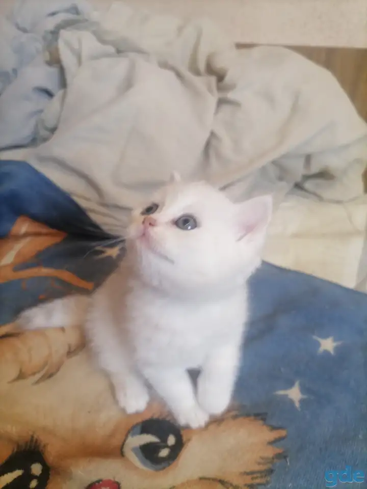 Продам британских котят, фотография 8