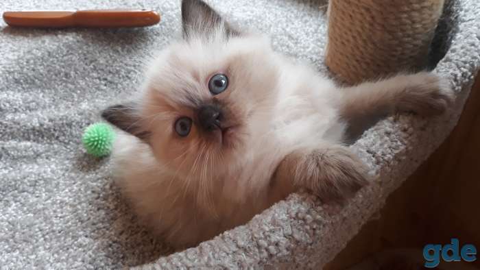 Рэгдолл котята, фотография 2