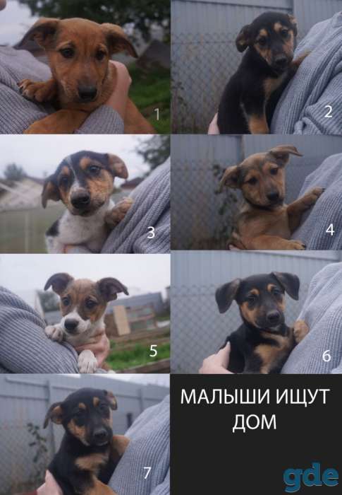 Щенки в хорошие руки, фотография 1