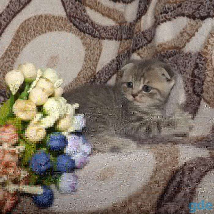 Шотландские котята, фотография 3