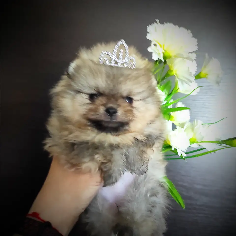Померанский шпиц, щенки. Мини мишки, фотография 5