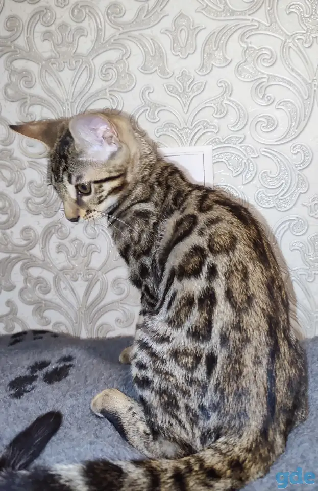 Бенгальские котята, фотография 5